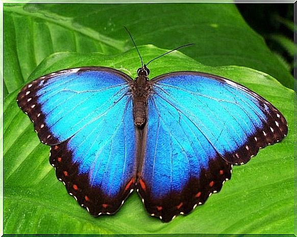 From caterpillar to a very beautiful blue butterfly, an example of transformation