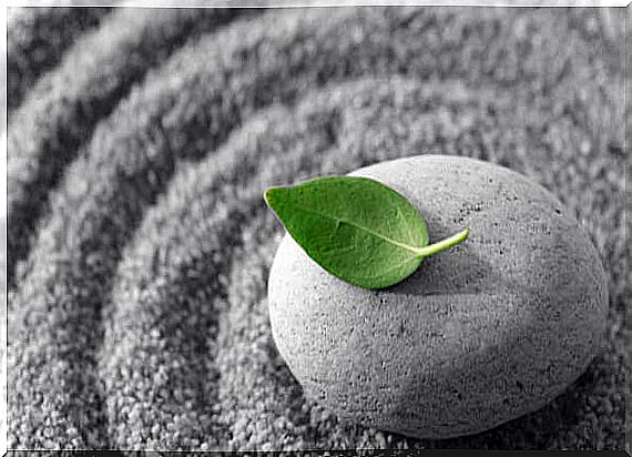 Green leaf on a stone