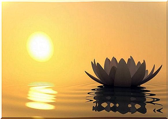 Water lily at sunset