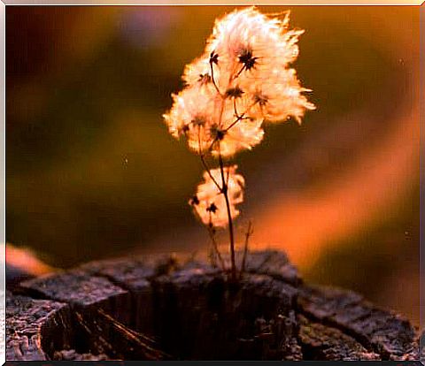 Dry Plant