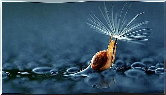 Snail using a dandelion as an umbrella