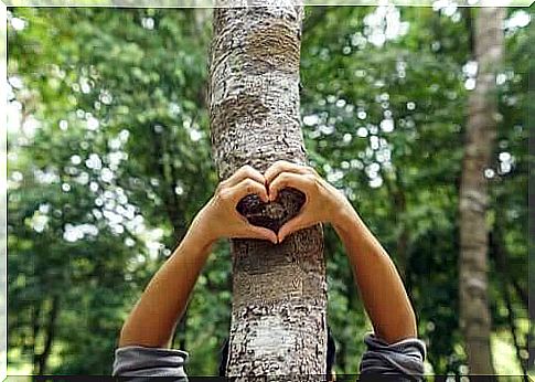 Someone makes a heart against a tree with his hands