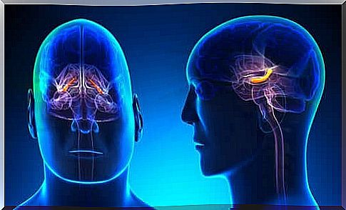 The composition of the hippocampus: structure and functions