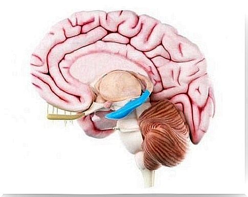 Anatomical analysis of the composition of the hippocampus