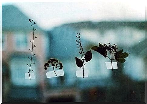 Several leaves pasted on the window, as an example for highly sensitive people.