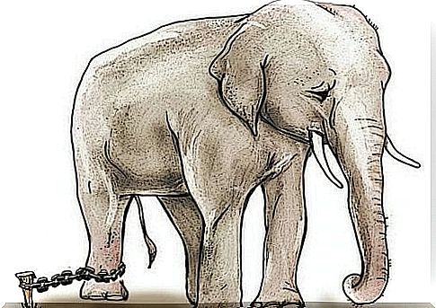 The Chained Elephant